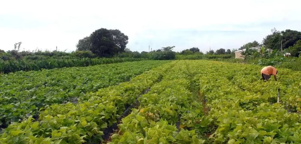 Crédito rural sustentável acelera no Nordeste com a força do BNDES e do BNB