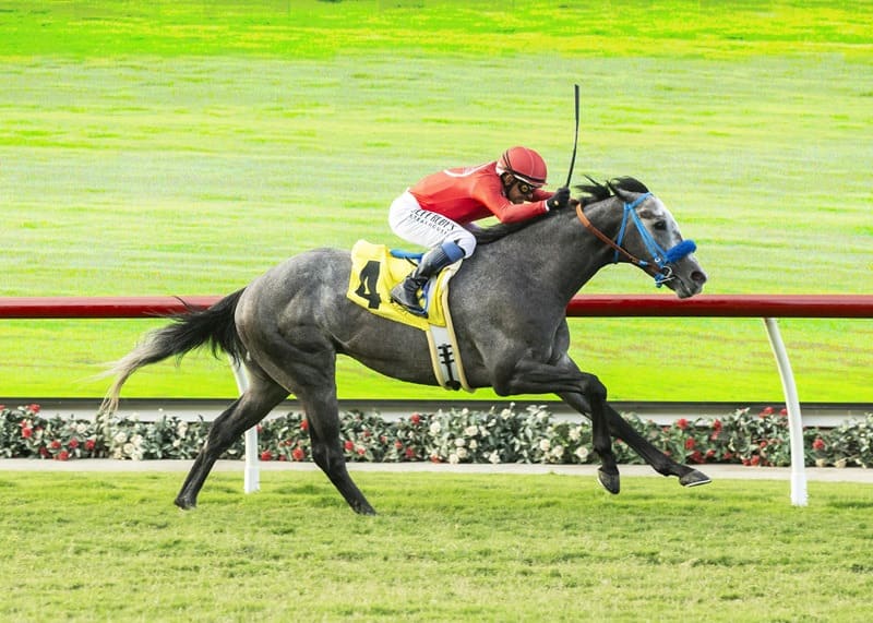 Origem genética do cavalo puro-sangue inglês; Gonçalo Torrealba comenta