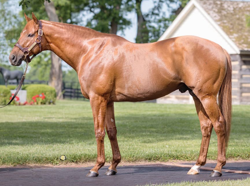 Origem genética do cavalo puro-sangue inglês; Gonçalo Torrealba comenta