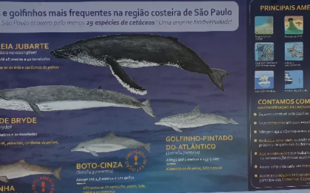 Foto de placa na beirada da calçada na Praia do Perequê-Açú, em Ubatuba, Litoral Norte do Estado de São Paulo, informando os tipos de cetáceos que podem, eventualmente, serem avistados no mar