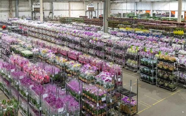 Setor de floricultura projeta crescimento e reforça vendas de Natal