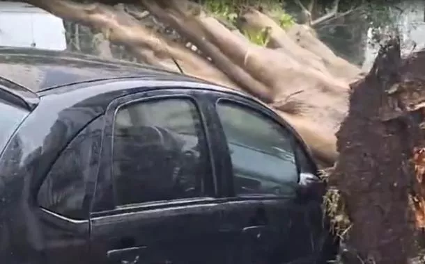 Carro atingido por queda de árvore em São Paulo