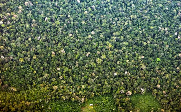 Mudança climática: gigantes da Amazônia podem ajudar cientistas