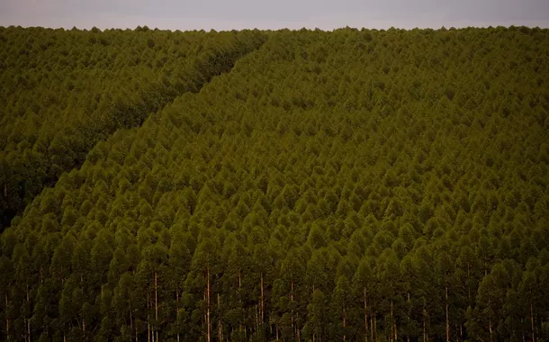 Produção florestal do país cresce 16,7% e chega a R$ 44,3 bi em 2024