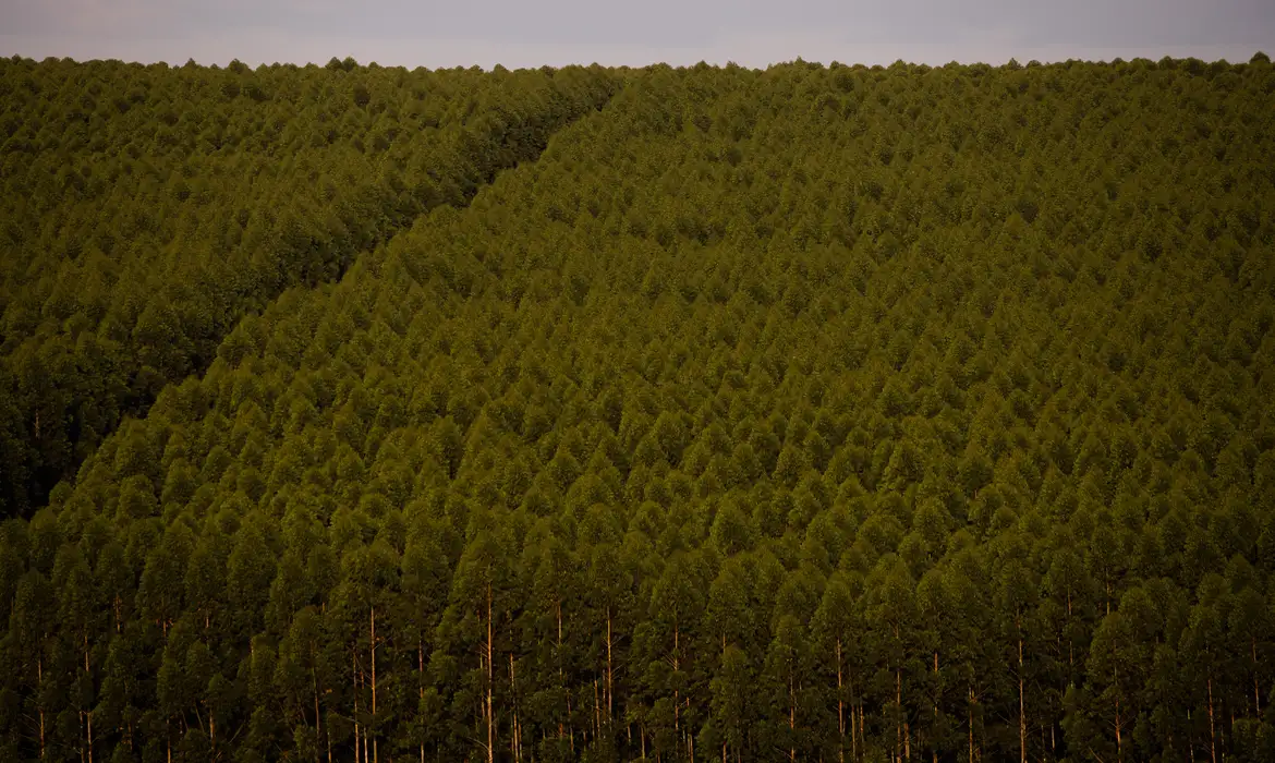 Floresta de eucalipto
