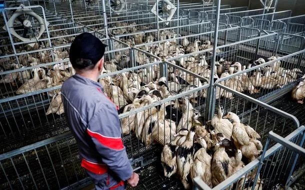 Criação de patos
