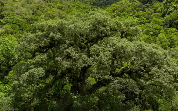 Mata Atlântica