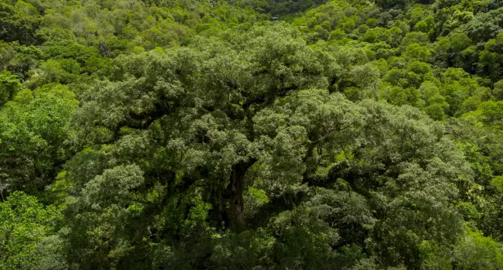 Situação dos rios na Mata Atlântica é preocupante, aponta pesquisa