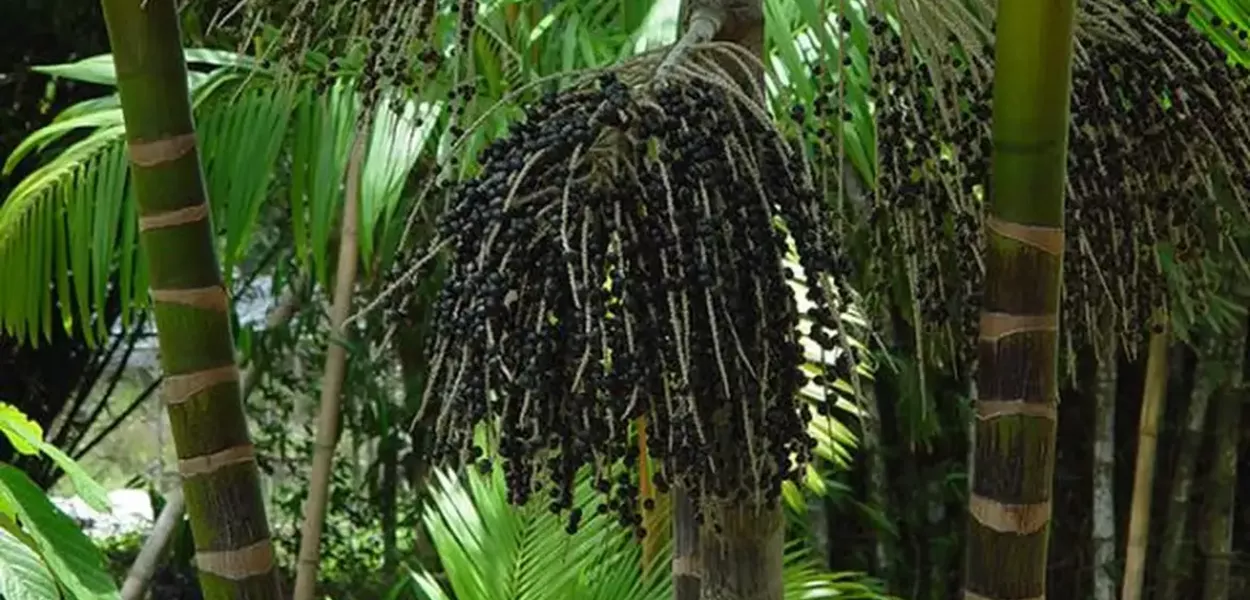 Embrapa apresenta o AgriZone na COP 30 e reforça protagonismo do Brasil em agricultura sustentável