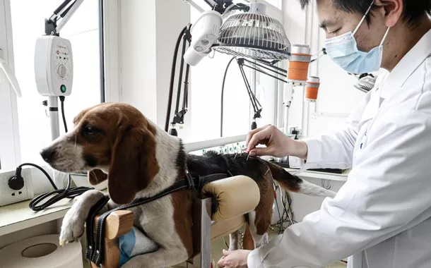 Medicina tradicional chinesa ganha espaço no cuidado de cães e gatos