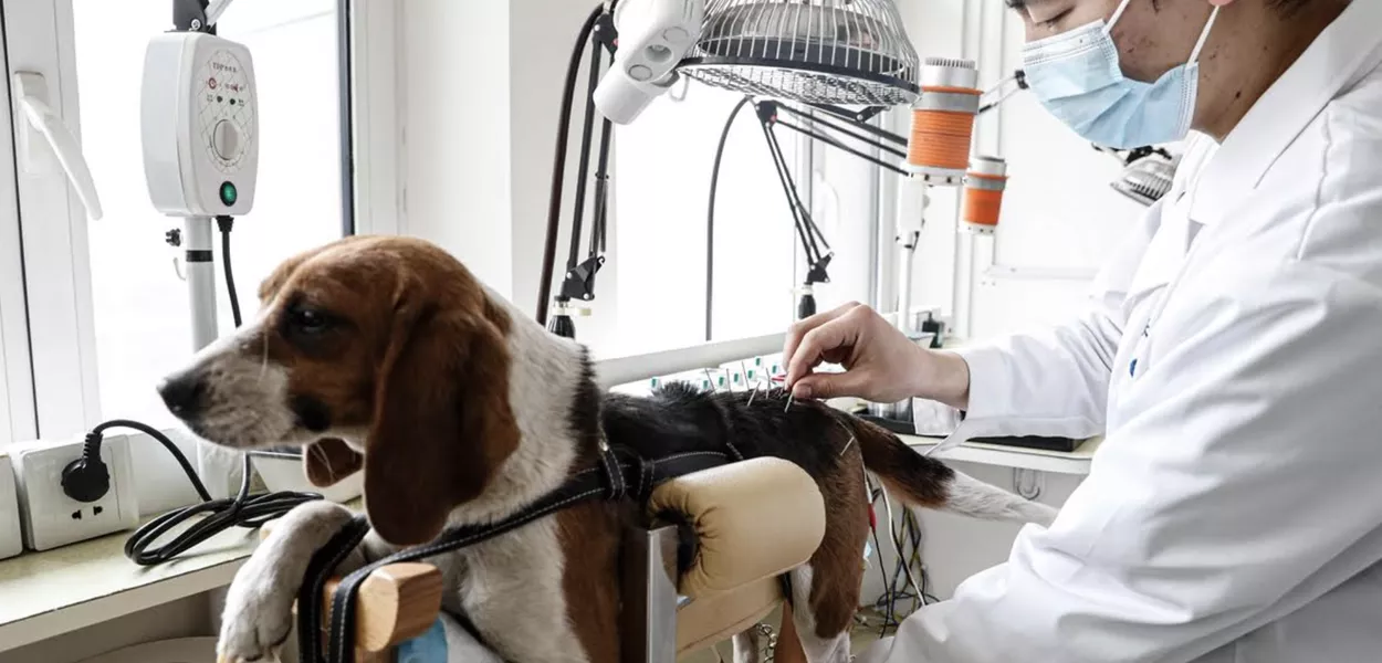 Medicina tradicional chinesa ganha espaço no cuidado de cães e gatos