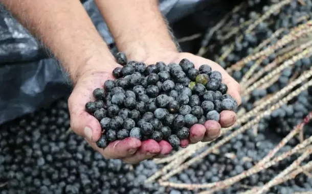 Açaí de Bailique conquista reconhecimento oficial e ganha Indicação Geográfica do INPI