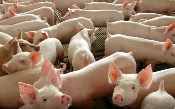Chile passará a importar carne suína do Paraná