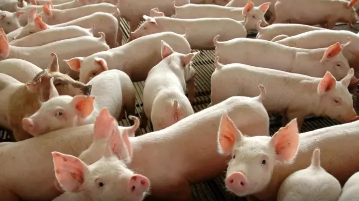 China realiza primeiro transplante bem-sucedido de pulmão de porco em humano