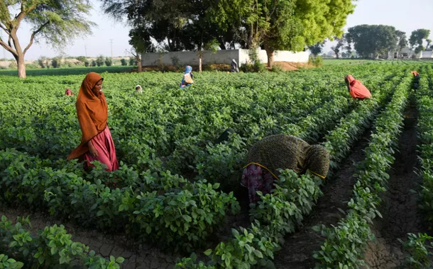Agricultores amarram fardos de forragem enquanto trabalham em um campo, nos arredores de Hyderabad, Paquistão, 25 de abril de 2025