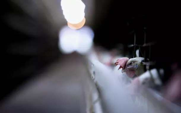 Confira as principais dúvidas sobre a gripe aviária