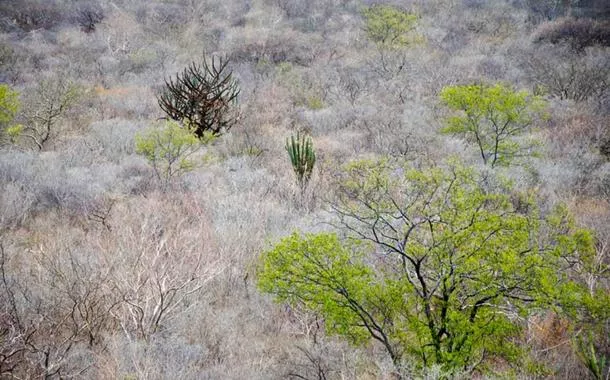 A mulher que ouvia o que a Caatinga sussurrava