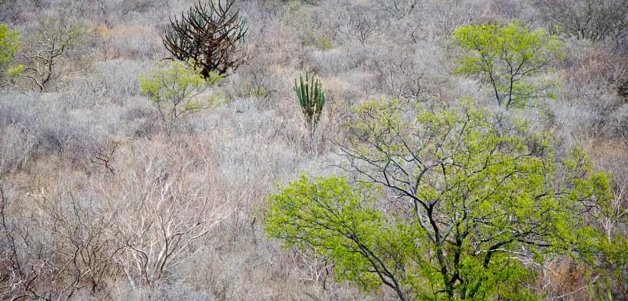 Plano do governo prevê recuperação da Caatinga