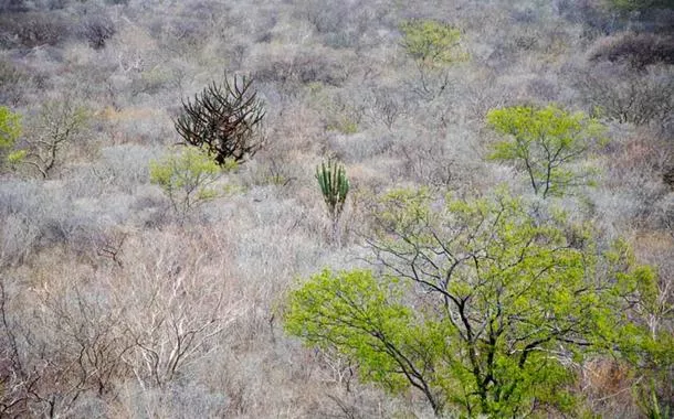 BNDES e BNB destinam R$ 201 milhões à restauração florestal no Nordeste