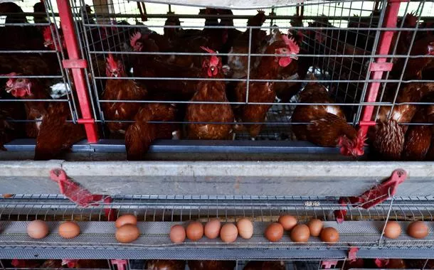 Exportadores de frango do Brasil se preparam para rejeições de cargas em meio a foco de gripe aviária