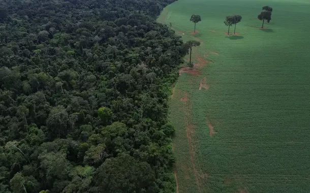 Floresta desmatada