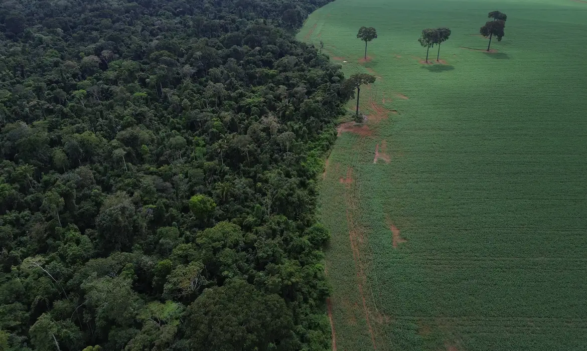 Floresta desmatada