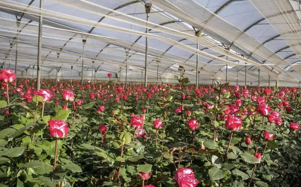 Rosas equatorianas exportadas para a China