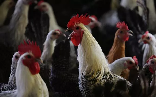 Brasil registra gripe aviária em ave silvestre, sem impacto comercial, diz ministro