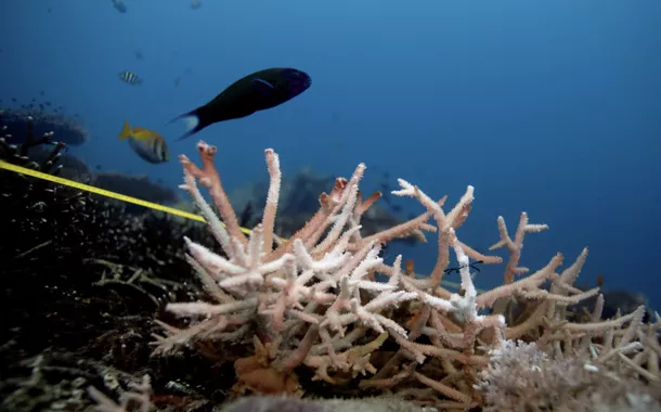 BNDES quer lançar ‘títulos azuis’ para financiar preservação dos oceanos durante a COP30