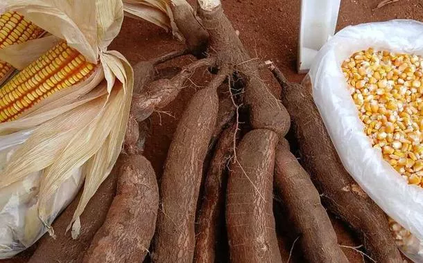 Mais de 260 famílias do Vale do Jequitinhonha estão plantando alimentos nas terras da Aperam BioEnergia