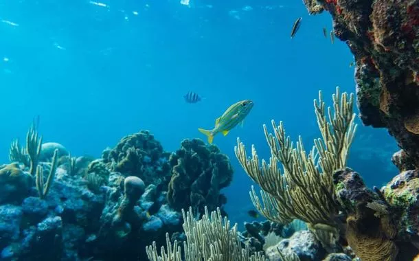 Cientistas pedem ação global para salvar os oceanos e alertam sobre impacto climático