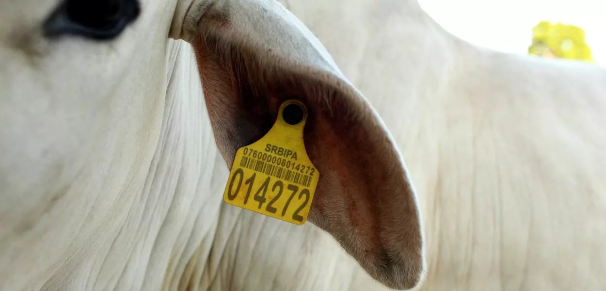 Maranhão se consolida como liderança em sanidade animal