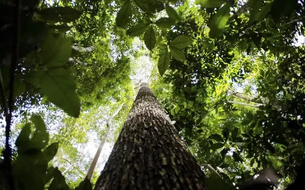 Governo apresentará plano para mercado de carbono até julho