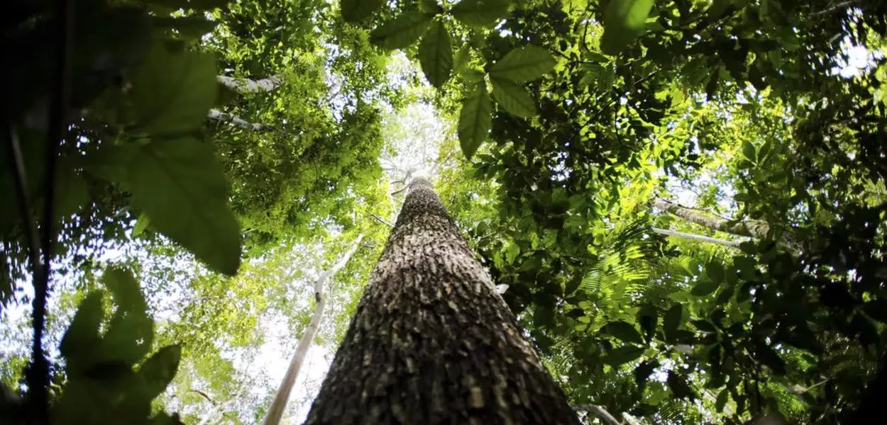Governo apresentará plano para mercado de carbono até julho