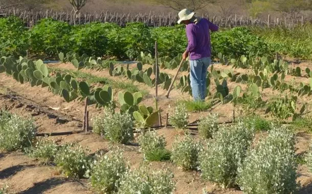 MMA apresenta tecnologias contra desertificação em feira no Semiárido