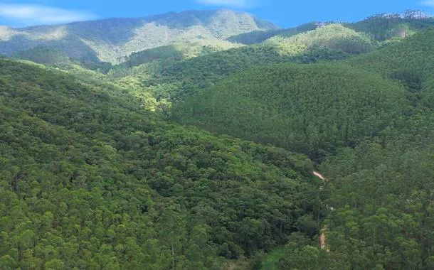 Em Santa Catarina, empresa refloresta quase 1 milhão de m² com 300 mil árvores