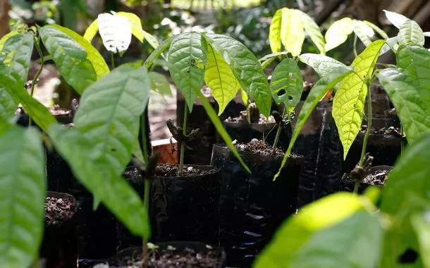Estudo da Embrapa e Federal do Ceará aponta árvores mais resilientes para restaurar florestas na Amazônia