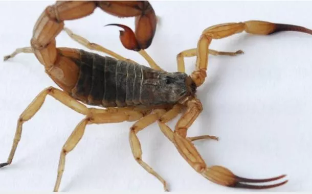 Escorpião gigante
