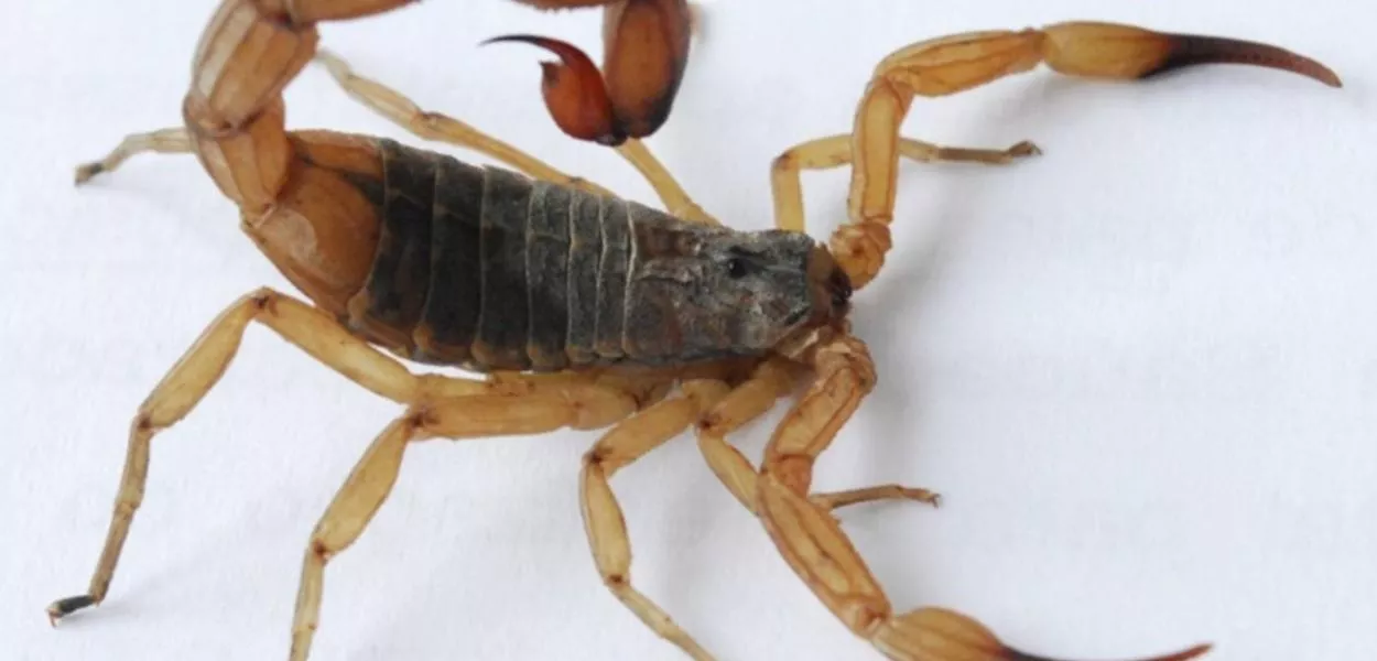 Escorpião gigante