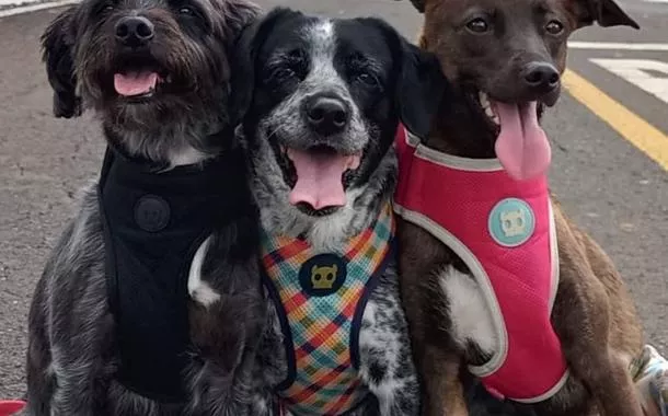 Os cachorros de Lula e Janja: Esperança, Resistência e Paris