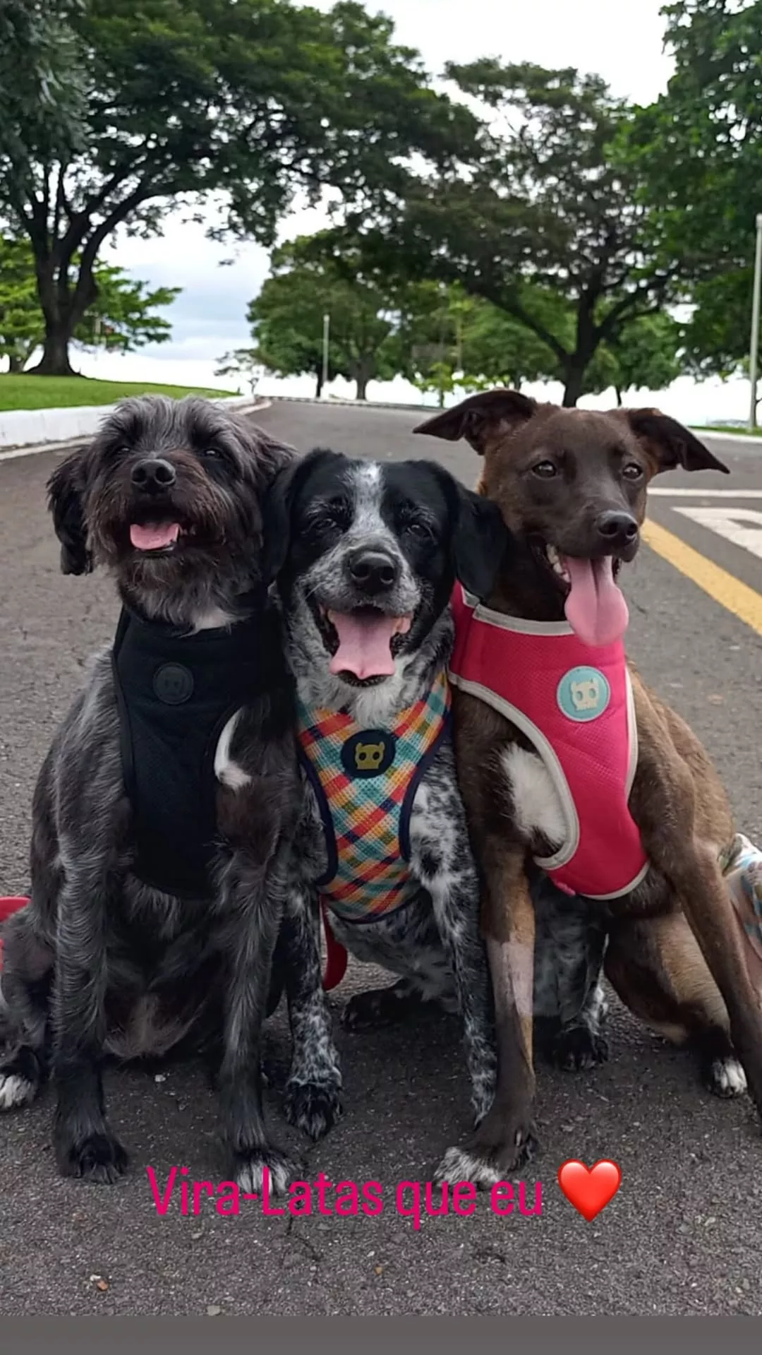 Os cachorros de Lula e Janja: Esperança, Resistência e Paris