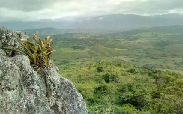 Pesquisador indígena cataloga 150 plantas medicinais em território no sul da Bahia