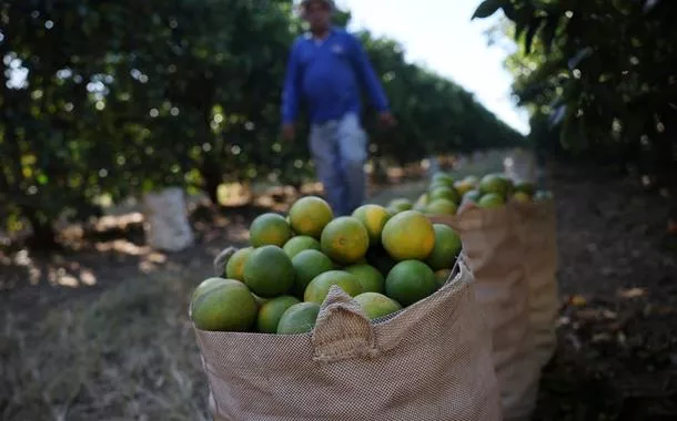 Colheita de laranja em Minas Gerais