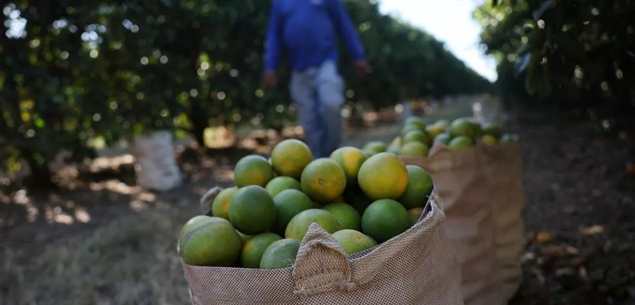 Colheita de laranja em Minas Gerais