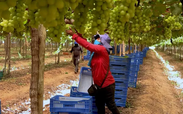 Tarifaço de Trump preocupa, em especial, pequenos produtores do Vale do São Francisco. Eles alertam: "as frutas podem apodrecer"