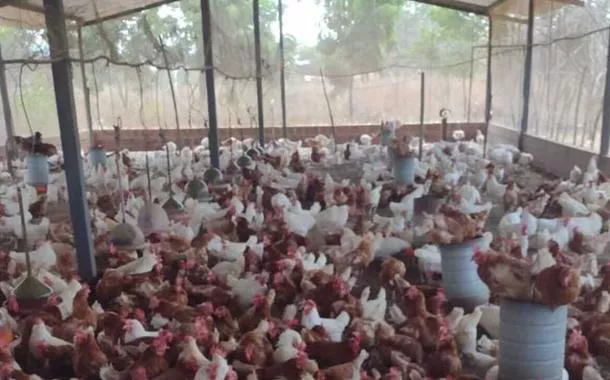 Comunidade de Juazeiro fortalece agricultura familiar e vende 100 mil ovos caipiras por mês