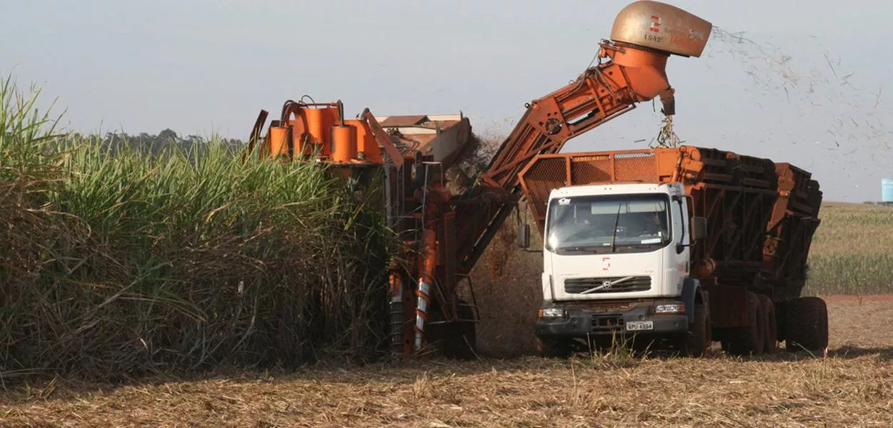 Plantação de cana de açúcar 