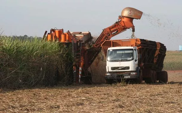 Plantação de cana de açúcar 