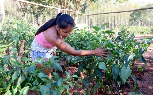 Foto ilustrativa da produção de alimentos de base ecológica em comunidade indígena