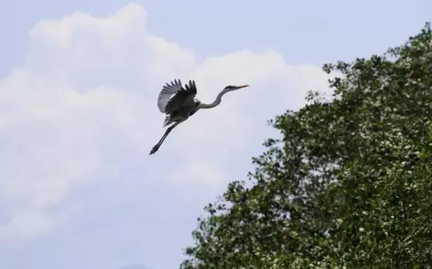 Garça-moura (Ardea Cocoi)